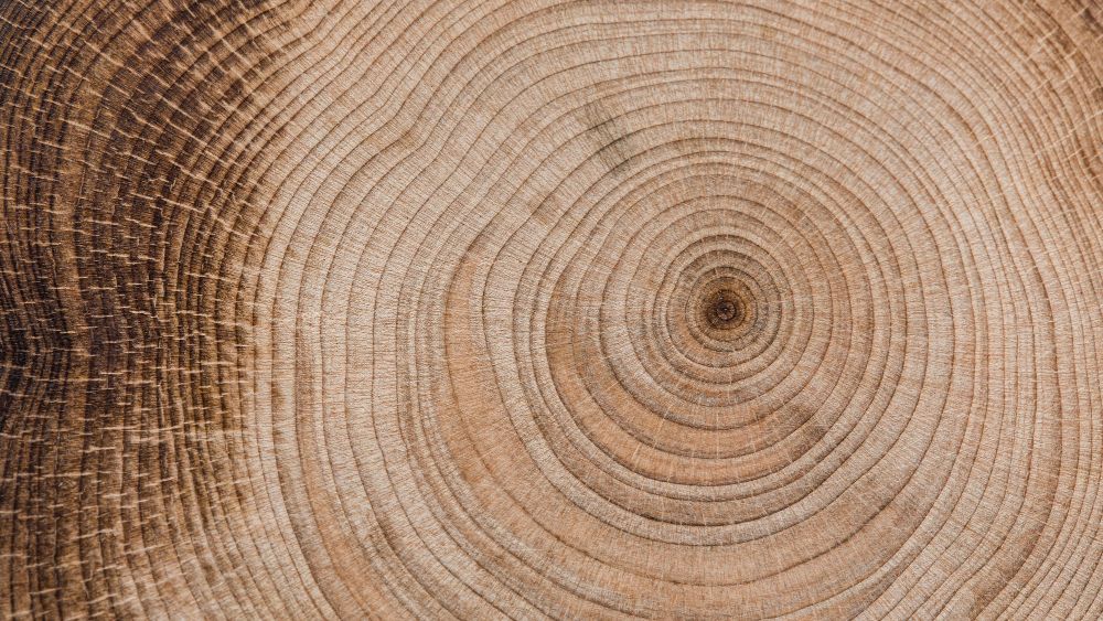 Alte Bäume im Wald bei der Baumbegegnung