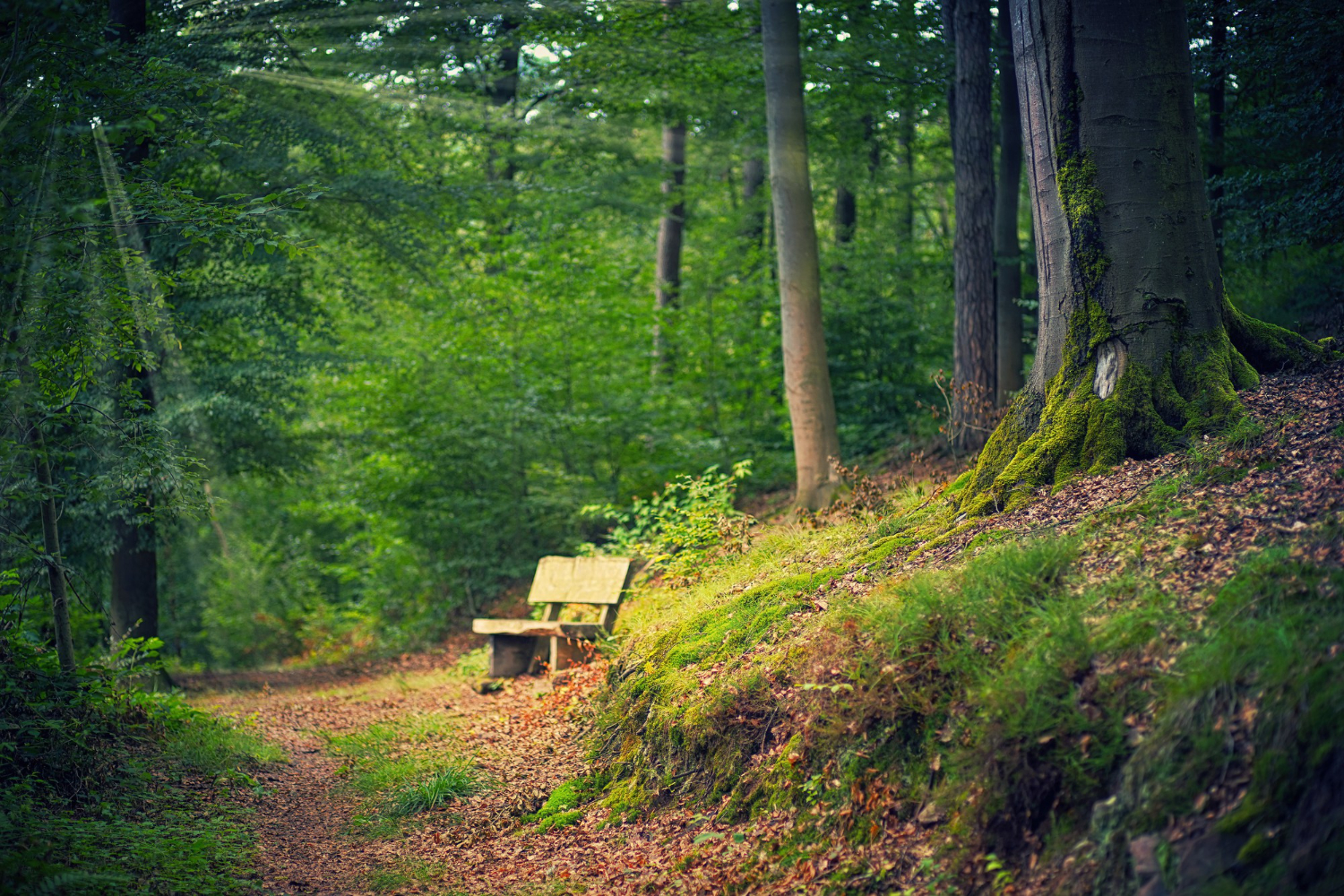 Natur Hintergrund