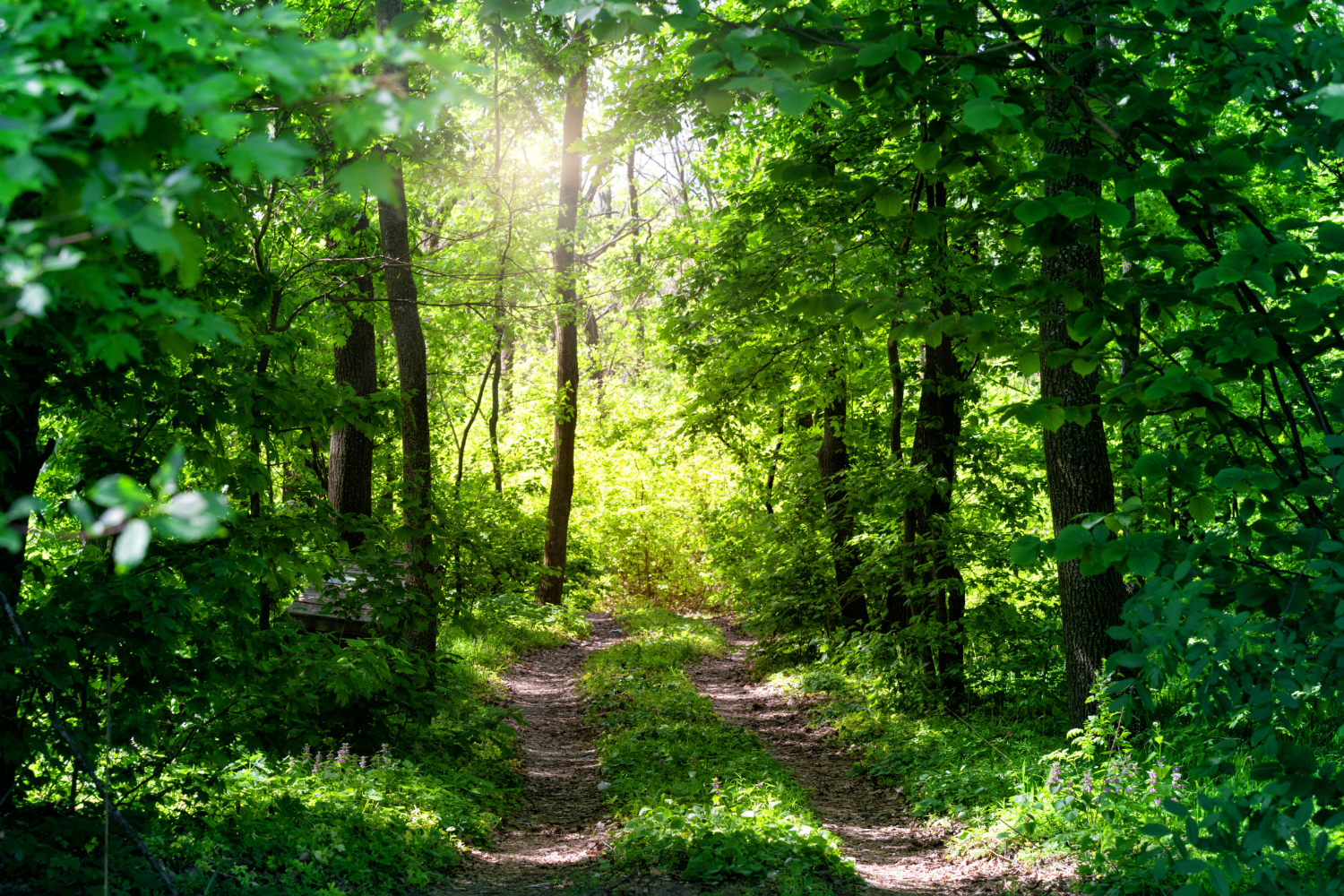 Naturlandschaft