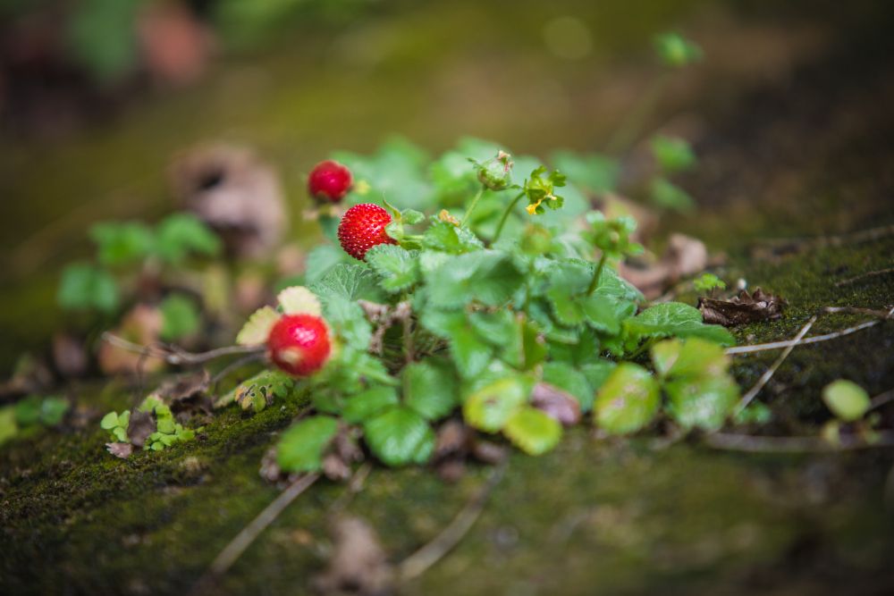Wildkräuter auf einer Wiese bei der Pflanzenbegegnung