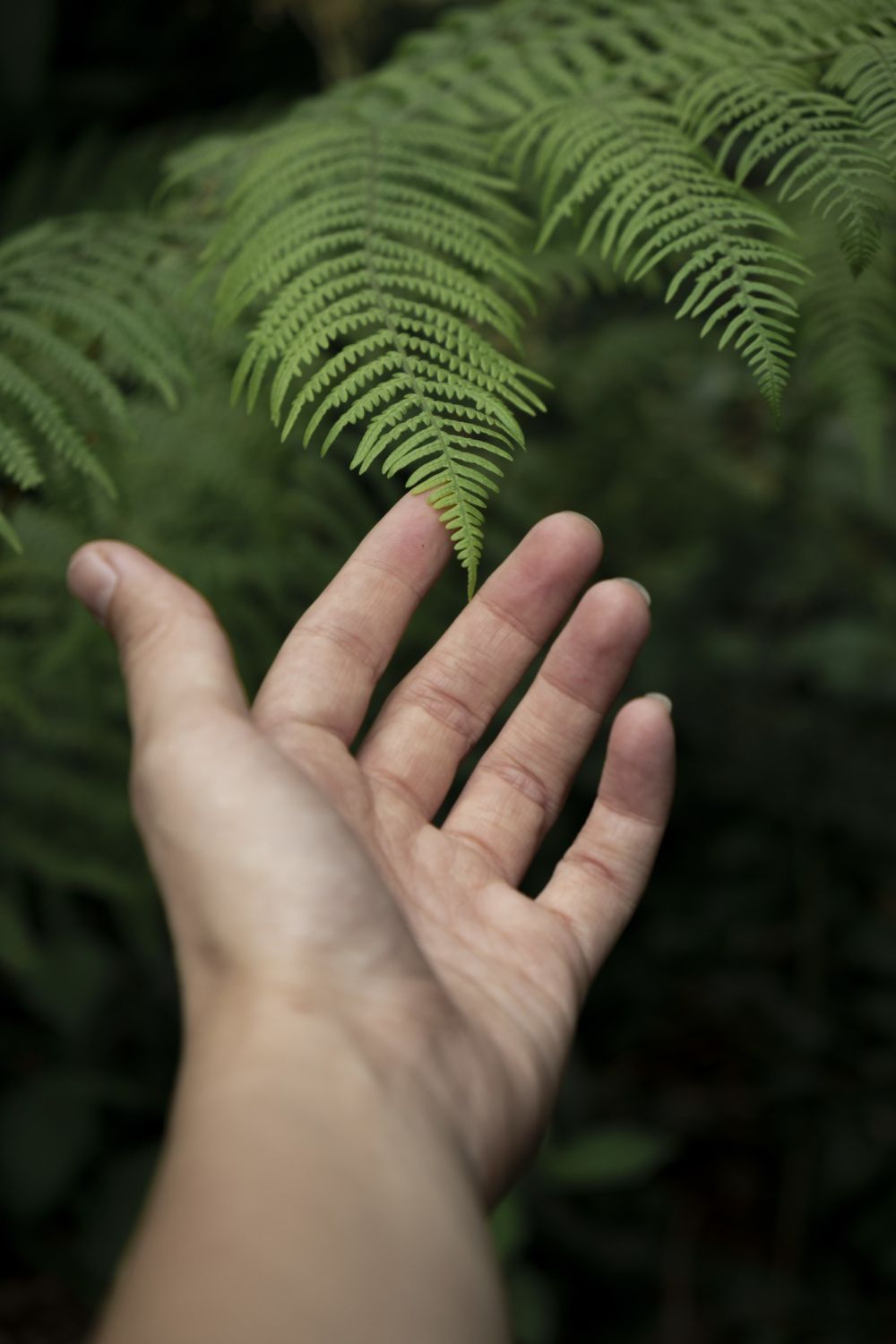 Eine Hand streift vorsichtig über frische Farnwedel im Wald